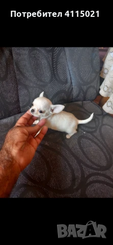 Мини чихуахуа, снимка 2 - Чихуахуа - 45990587