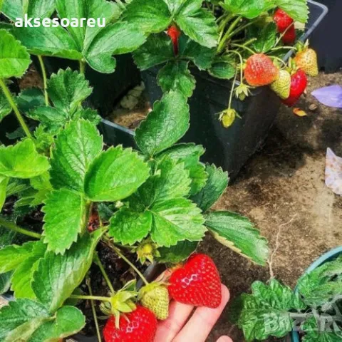 100 бр. ягодови семена от гигантска ягода градинско плодово растение, сладки и вкусни червени ягоди , снимка 3 - Сортови семена и луковици - 47665614