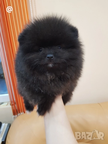 Померани померанчета свободни!, снимка 4 - Померан - 52967634