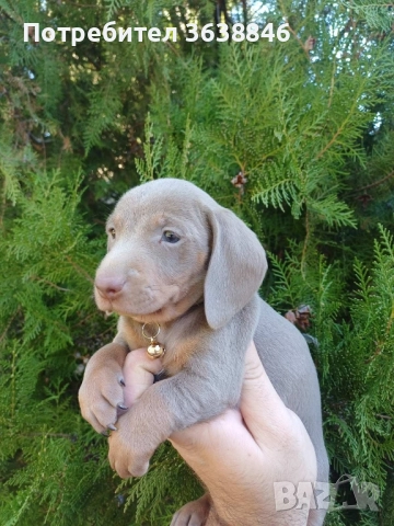 Мини дакел , снимка 5 - Дакели - 52327776