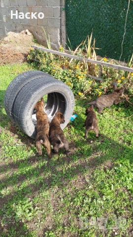 Холандска овчарка, снимка 3 - Белгийска овчарка - 52484523