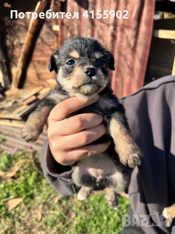 Кученца пинчер микс- дребни и сладки , снимка 3 - Пинчер - 52847028
