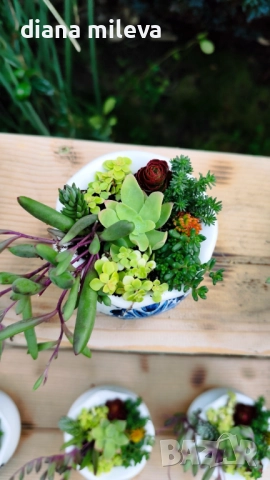 Гърнета аранжирани със сукуленти!