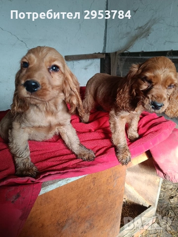 кокер шпаньол чистокръвни , снимка 2 - Кокер шпаньол - 53440326