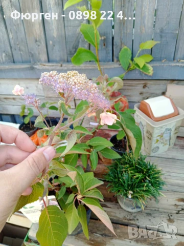 Хортензия aspera Hot Chocolate, снимка 9 - Разсади - 40532249