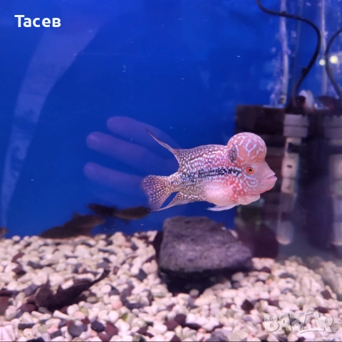 Флауърхорн 10см