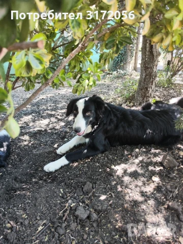 Бордър коли , снимка 5 - Бордър коли - 50417264