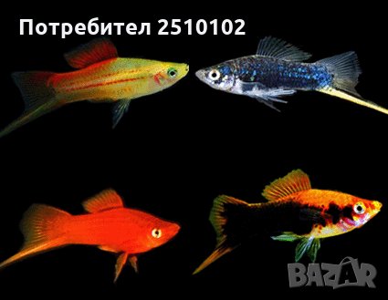 Декоративни риби на едро - собствено производство ТОП ЦЕНИ, снимка 5 - Рибки - 28319365