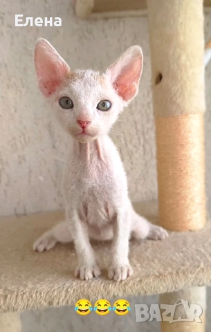 БРАШ с родословието на Донски сфинкс мъжки, снимка 2 - Сфинксове - 52281360