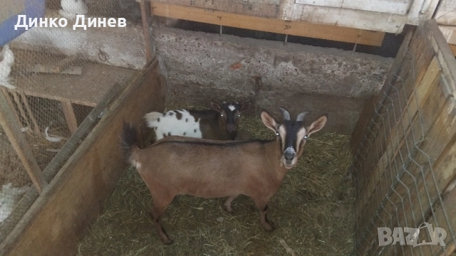 Мини холандски козлета ,кози ,яре , снимка 2 - Кози - 51728029