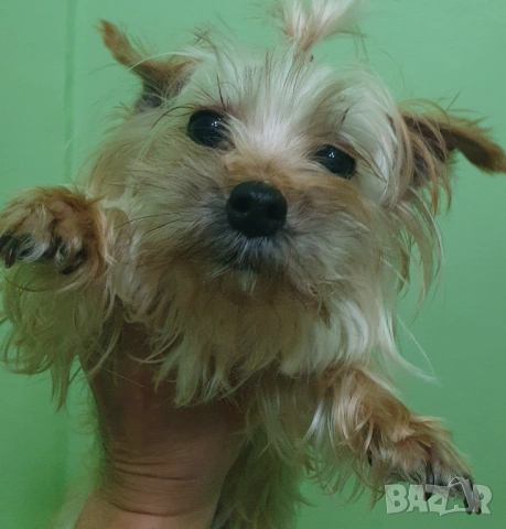  Мини Йорки женски 