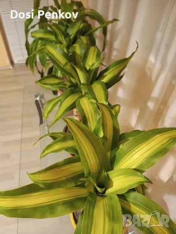 Tronco de brasil (Dracaena fragrans)

, снимка 1 - Градински цветя и растения - 46412700