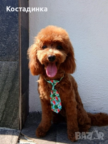 Продавам малки кученца той пудел , снимка 4 - Пудели - 52965914