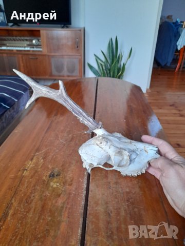 Стар ловен трофей, снимка 2 - Други ценни предмети - 43170594