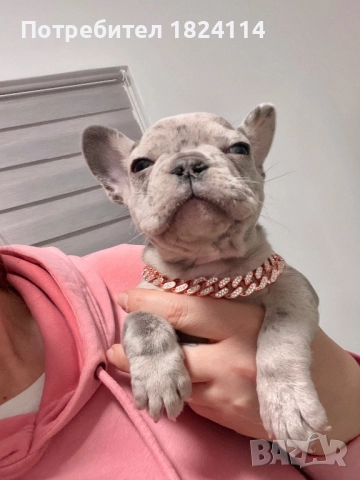 Френски булдог бебе/french bulldog