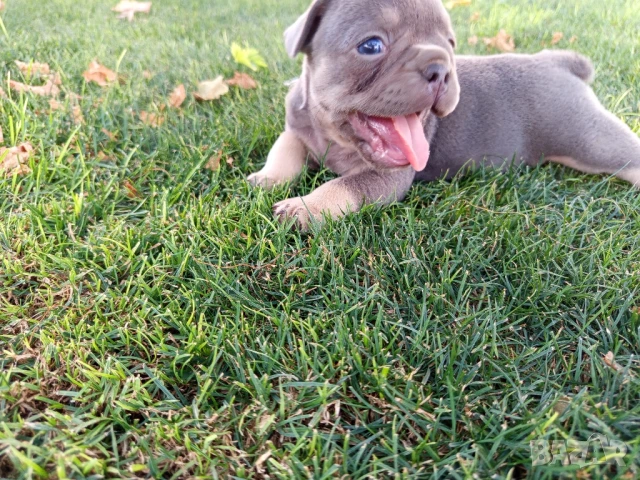 френски булдог , снимка 1