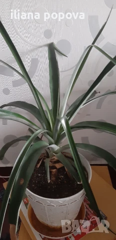 Ананас, снимка 2 - Градински цветя и растения - 51132318