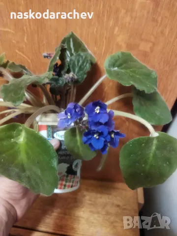 Теменужка, теменужки, сенполия синя, син цвят, снимка 16 - Стайни растения - 48091843