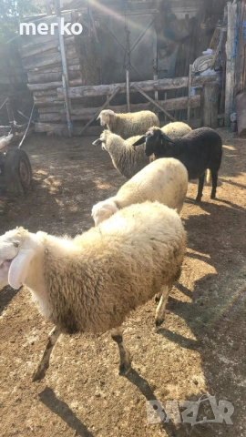 Продават се овце и шилета., снимка 11 - Овце - 52260562