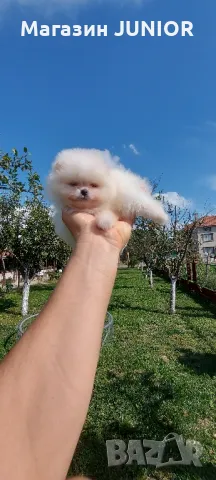 мини момиче