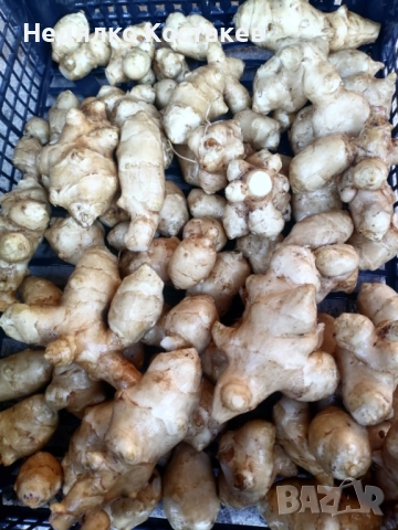 Земна ябълка гулия 