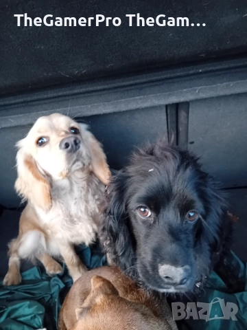 Продавам два английски кокер шпаньола – женски, на 5 месеца, на символична цена, снимка 2 - Кокер шпаньол - 52640836