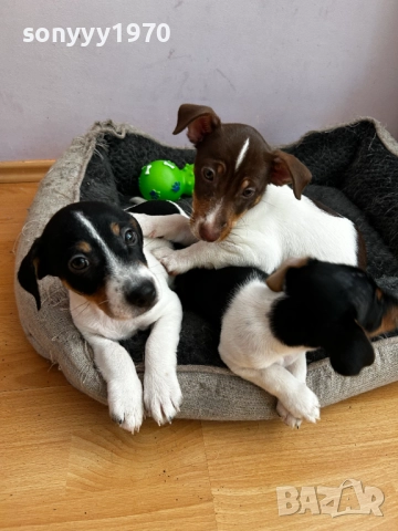 ДЖАК РЪСЕЛ ВИДИН-ЖЕНСКО КУТРЕ 250ЛВ ЗА БРОЙ 2110251434, снимка 8 - Джак ръсел териер - 52131138