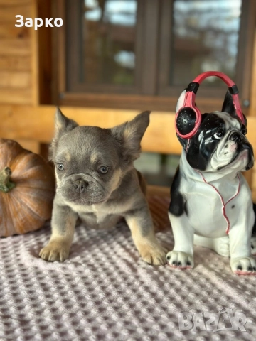 Френски булдог, снимка 10 - Френски булдог - 51228287