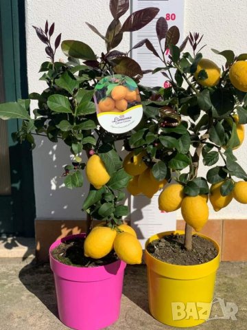   Лимон Лимонови дръвчета ,лимон дръвче цена, снимка 18 - Градински цветя и растения - 36625824