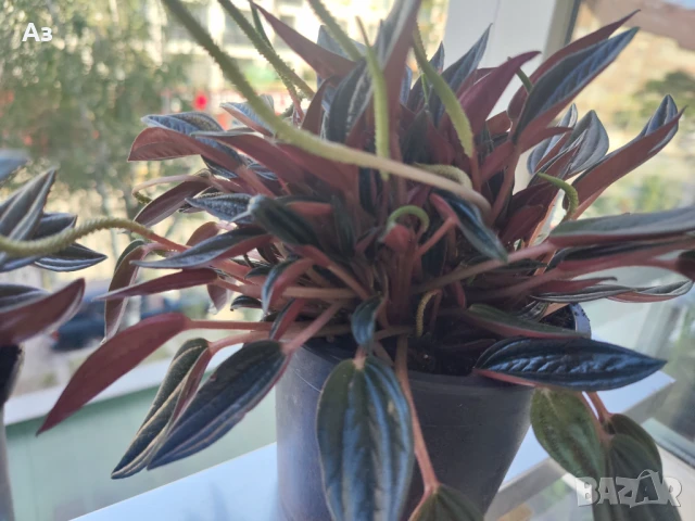 продавам Цветя Пеперомия – 4 налични саксии