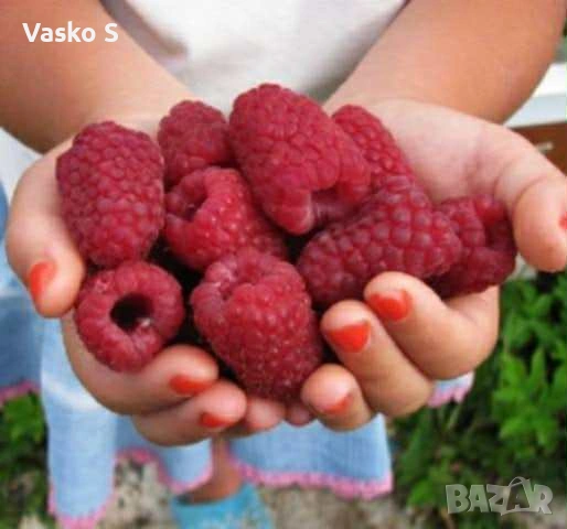 Качествен разсад на малини и ягоди, снимка 3 - Градински цветя и растения - 53447087