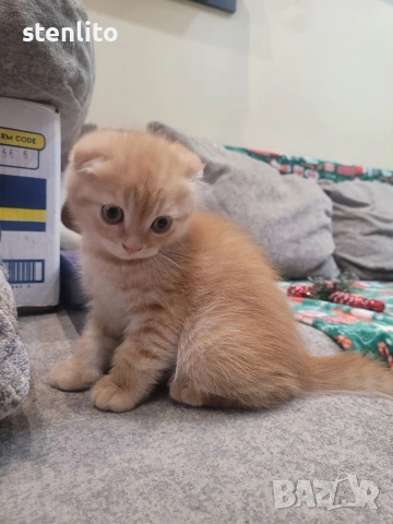 Шотландски клепоухи котета 