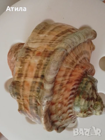 раковина рапан седефен 16/14 см, снимка 3 - Други - 51400055