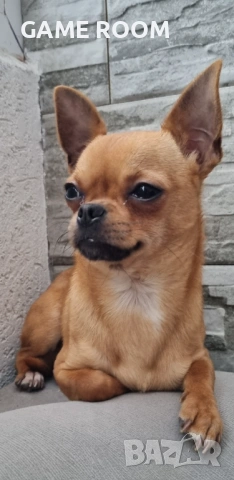 Мъжко кученце Чихуахуа Чиху чихо чихи