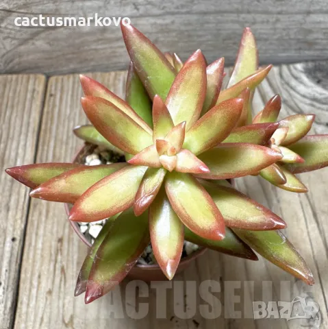 Sedum nussbaumerianum, снимка 2 - Стайни растения - 48125416