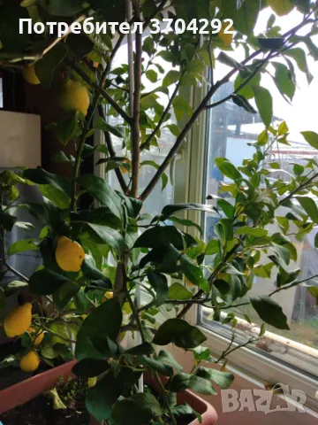 Продавам дръвче лимон, снимка 1