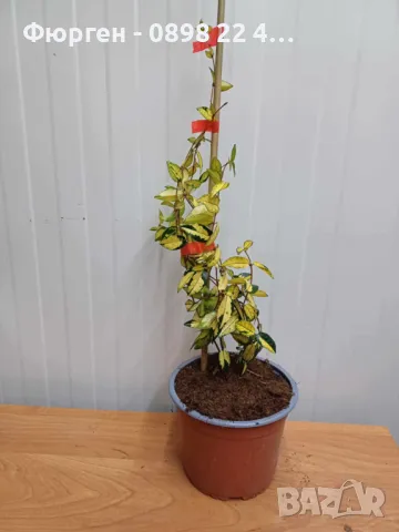   Жасмин - Азиатски Триколор Вечно зелен , снимка 5 - Разсади - 49522123