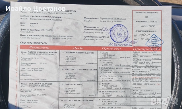 Алабай, снимка 9 - Алабай - 53384305