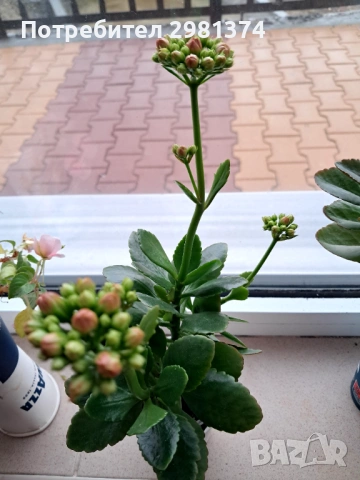 Каланхое, снимка 2 - Стайни растения - 53246108