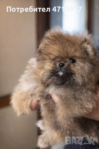 Мъжки померанчета, снимка 4 - Померан - 53222657