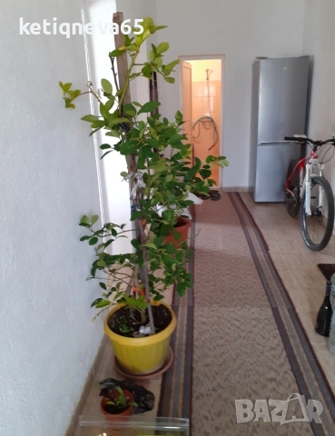 къща, снимка 6 - Къщи - 53365730