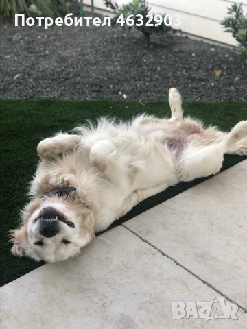 голдън ретривър момче кремаво, снимка 11 - Голдън ретривър - 52775962