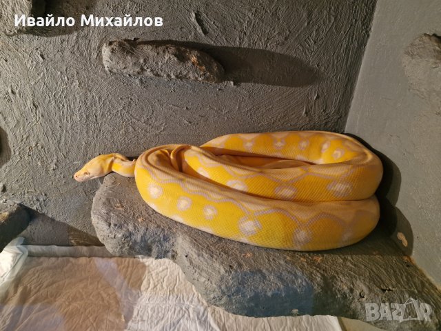 продавам змии