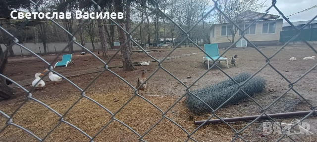 Продавам зайци, петли и патици за консумация + декоративно козле, снимка 3 - Кокошки и пуйки - 53028981