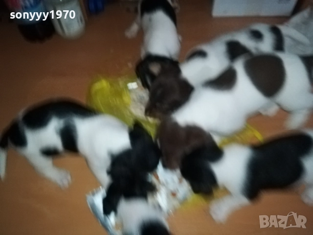 ДЖАК РЪСЕЛ 250ЛВ ЗА КУТРЕ 2509251343, снимка 11 - Джак ръсел териер - 51834098