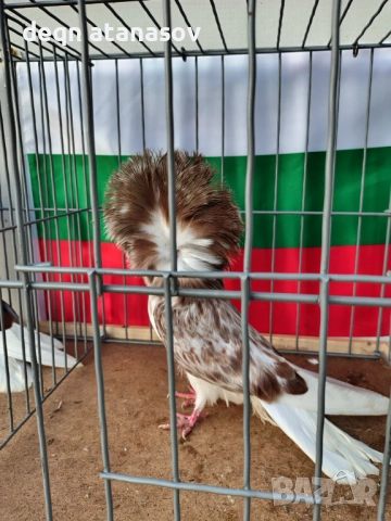 Блондинети, снимка 10 - Гълъби - 51871308