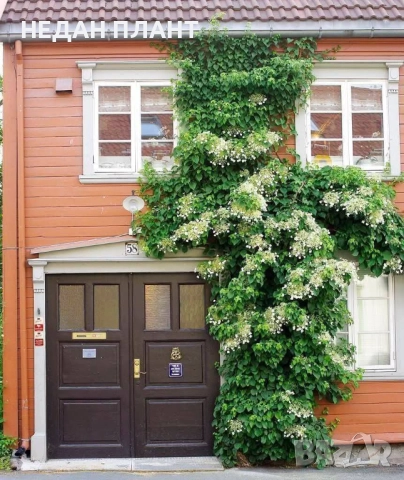 Катерлива хортензия