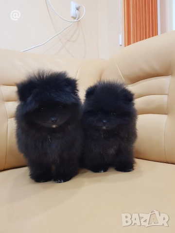 Померан померанчета момче и момиче!, снимка 8 - Померан - 52967692