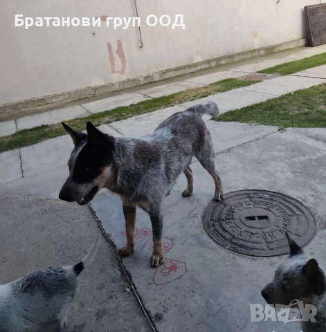Австралийски кетълдог, снимка 4 - Други - 51247423