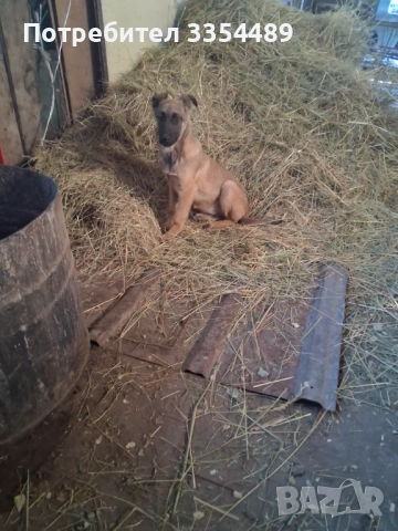 Белгийска овчарка, снимка 3 - Белгийска овчарка - 52791194